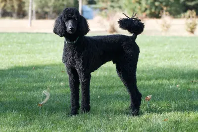 A Poodle (Toy)